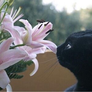 Meet your Posher, Soha